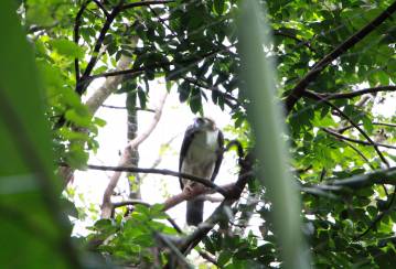 The Philippines - LafargeHolcim continues support of endangered eagles