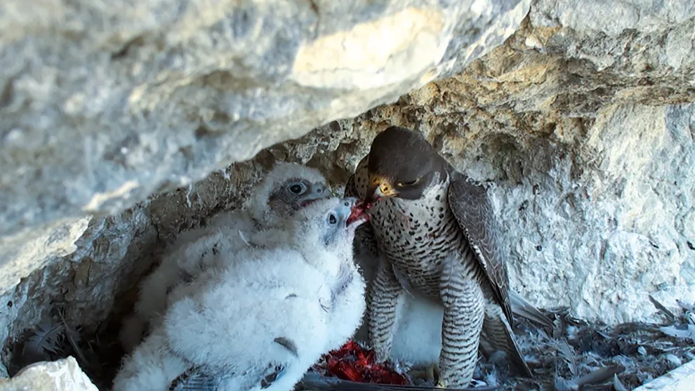 holcim_2021_pel_pigeon_srgb_lores (1).jpg