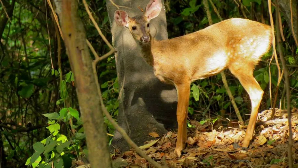 Cerro Blanco. Photo: Ivette Solis P.