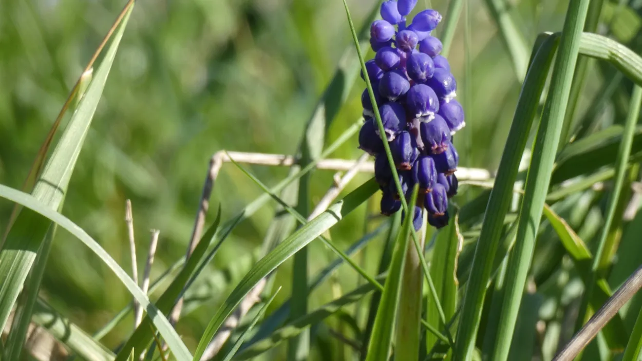 bordeaux-france_working_quarry_wetlands_flower.jpg