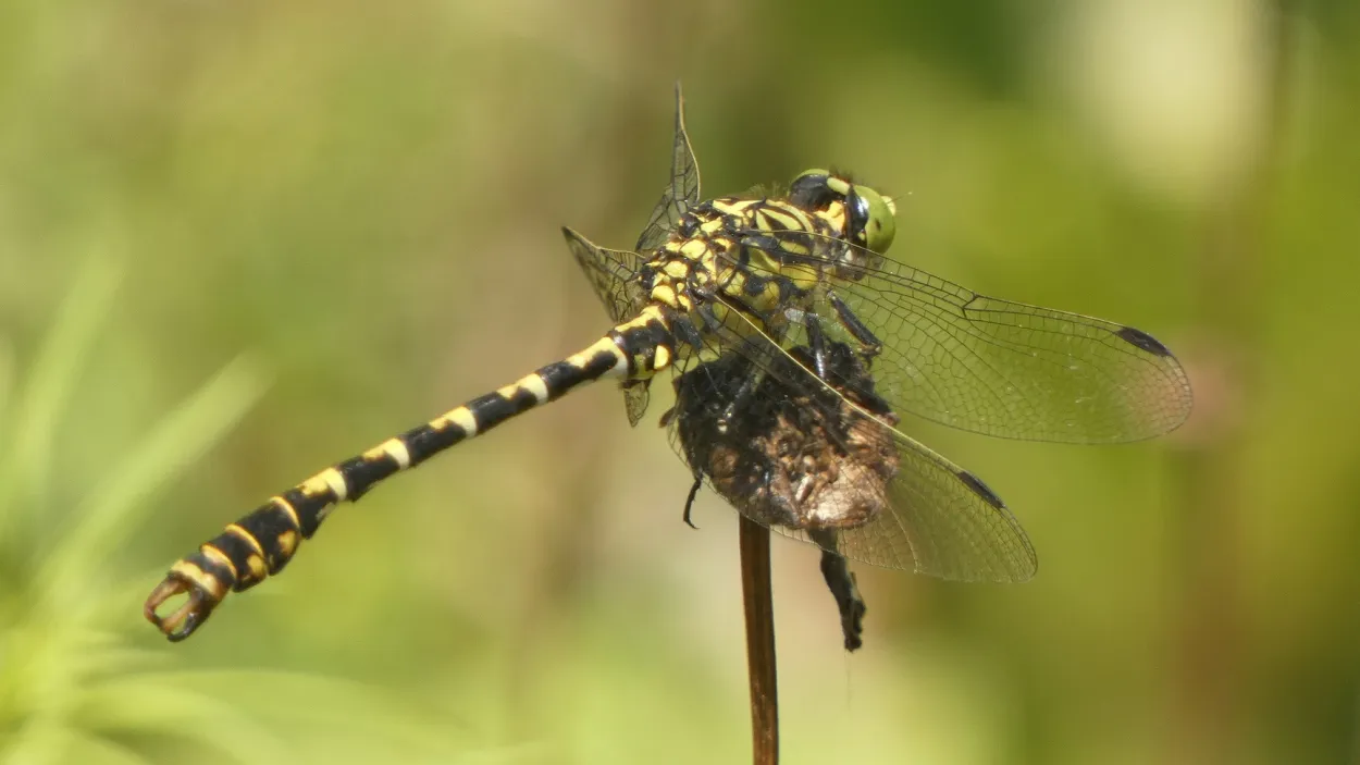 bordeaux-france_working_quarry_wetlands_dragonfly.jpg