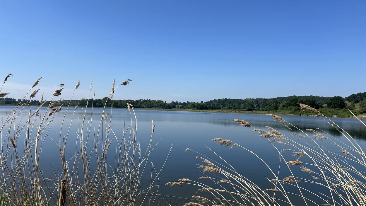 newbold-wetland3.jpg