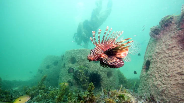 Bio-active concrete solutions